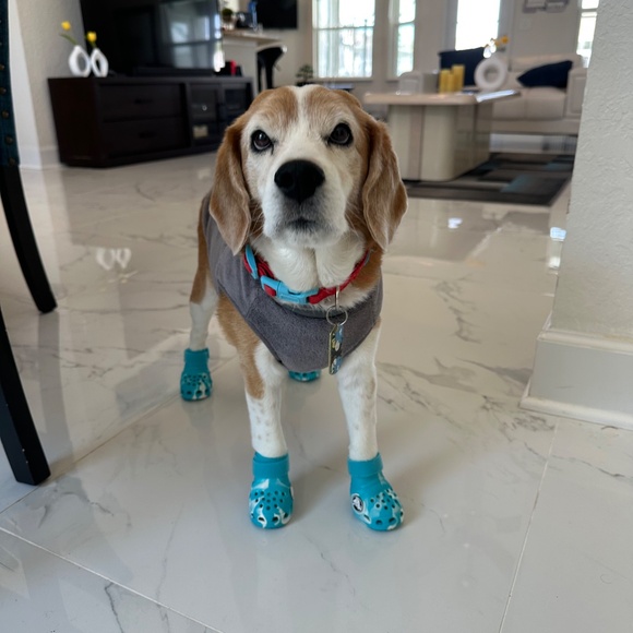 Bark Crocs - Picture 4 of 4